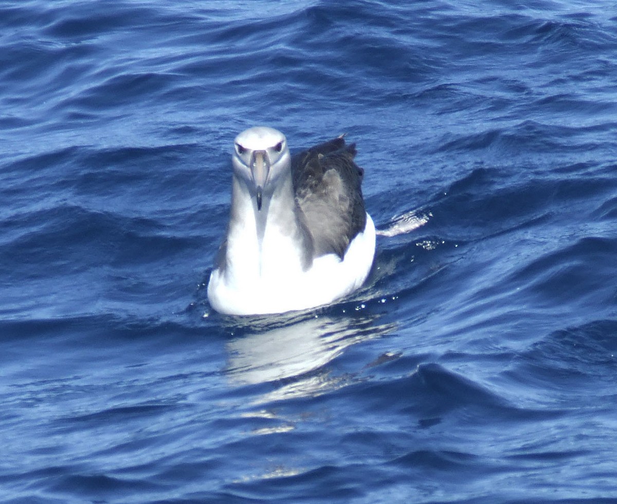 White-capped Albatross - ML248187141