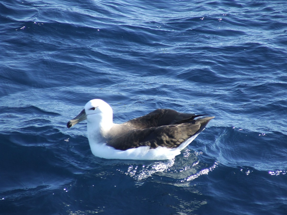 White-capped Albatross - ML248187181