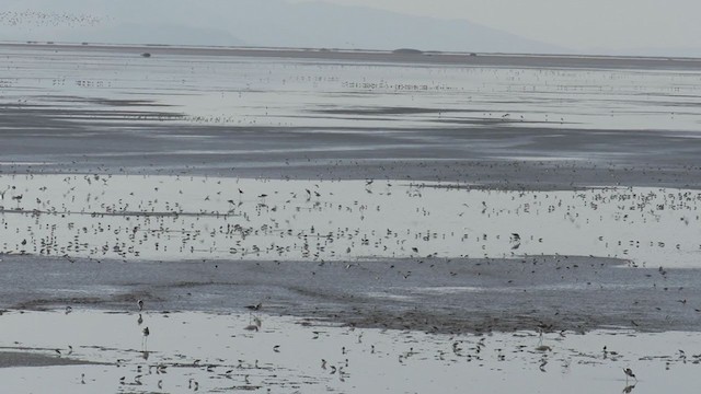 Western Sandpiper - ML248187241