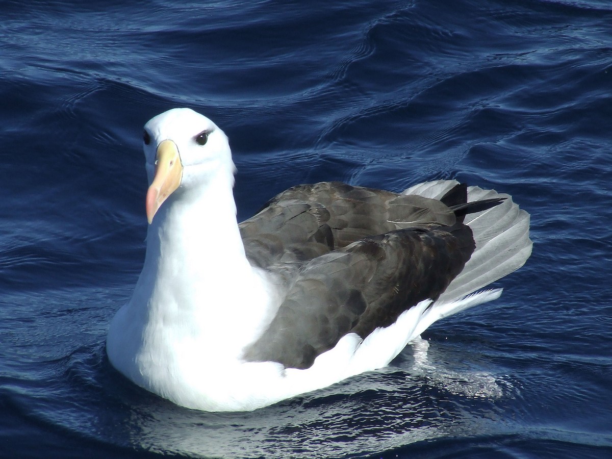 Kara Kaşlı Albatros - ML248187351