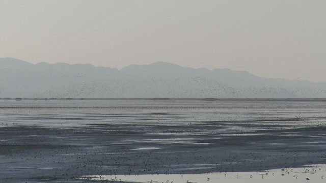 Western Sandpiper - ML248187951