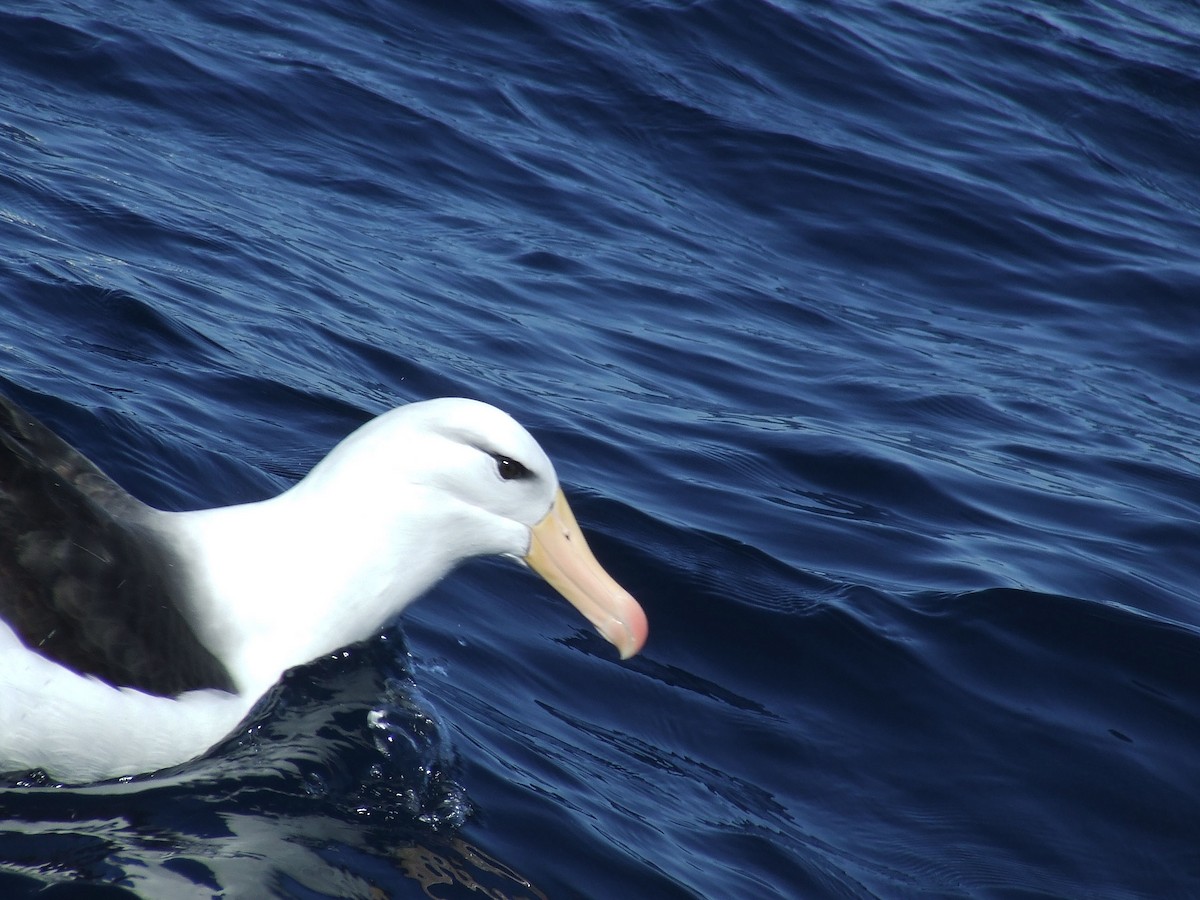 Black-browed Albatross - ML248189421