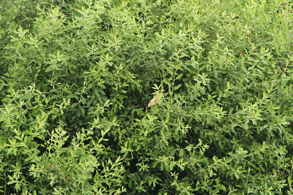 Little Bittern - Richard Schnürmacher