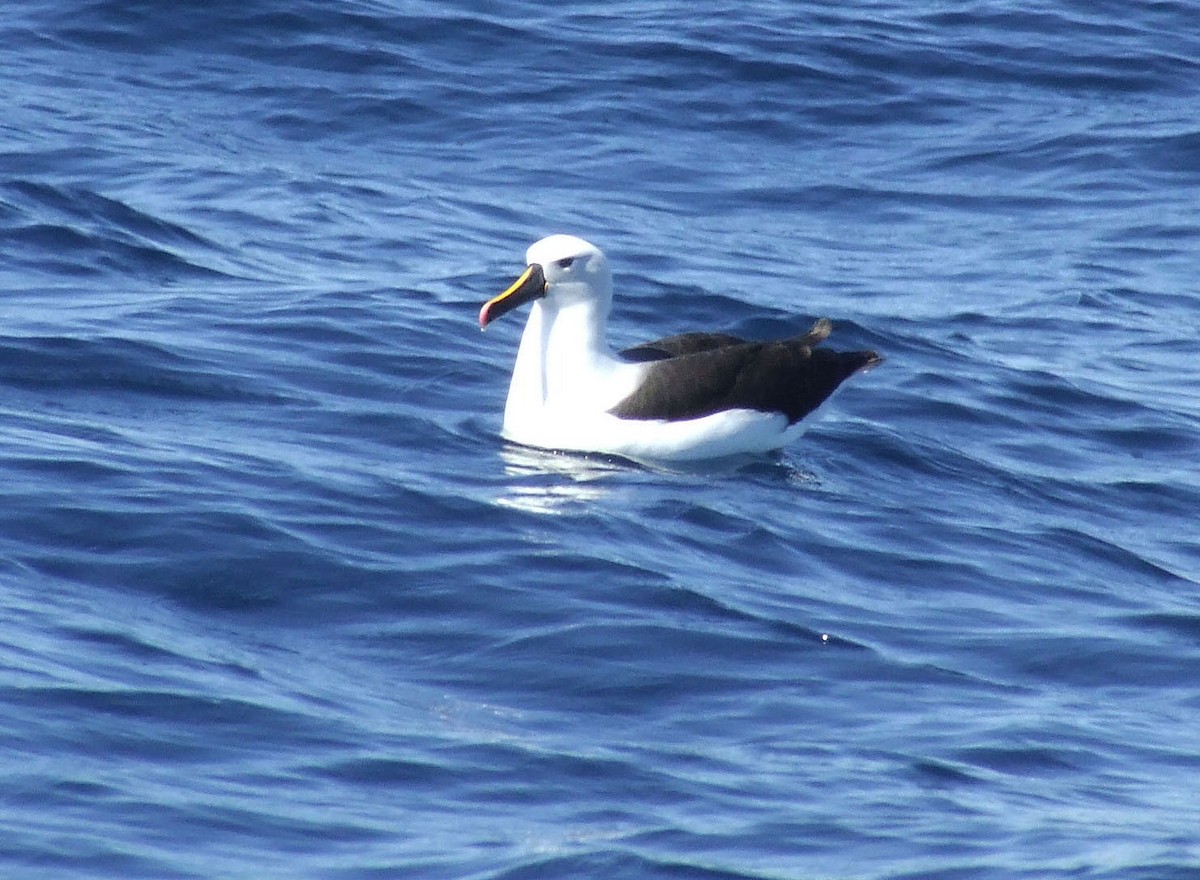 Indian Yellow-nosed Albatross - ML248190471