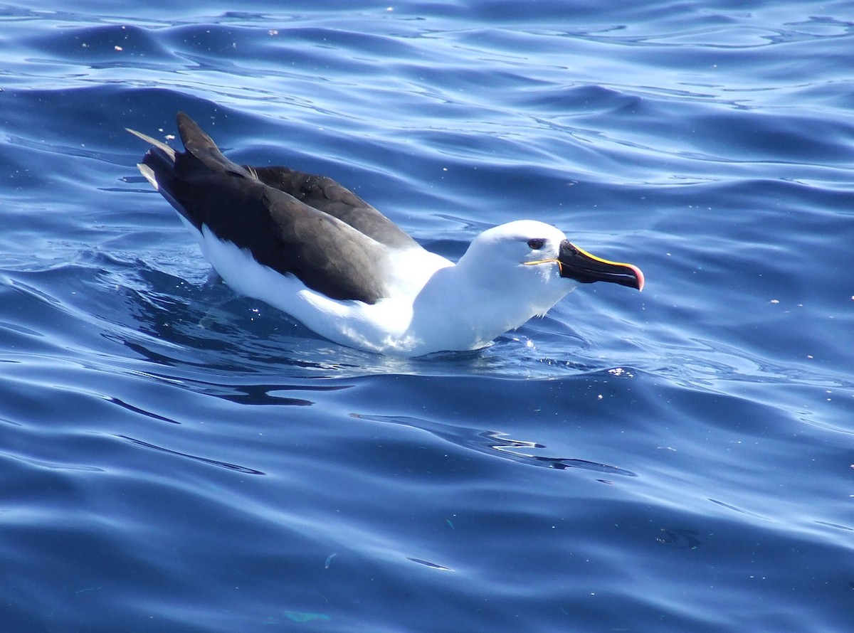Indian Yellow-nosed Albatross - ML248190481