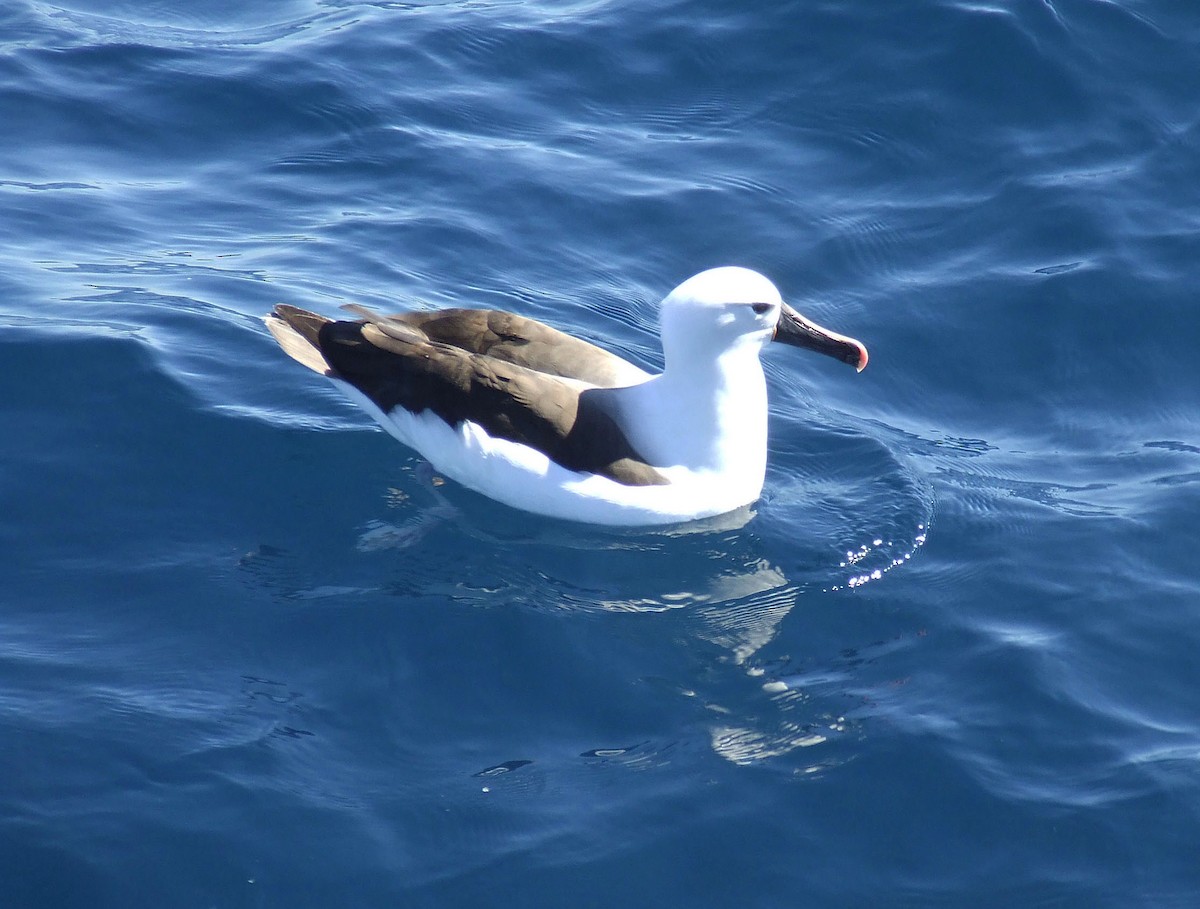 Hint Sarı Gagalı Albatrosu - ML248190491