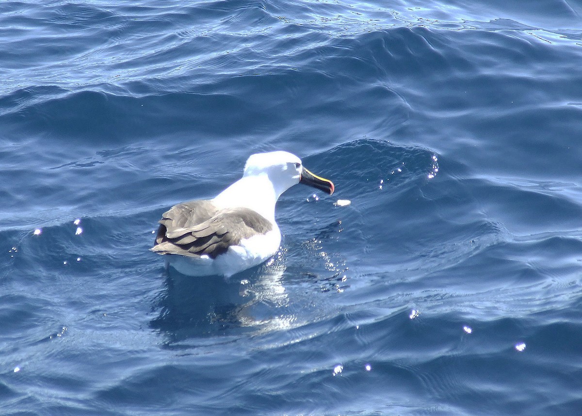 Hint Sarı Gagalı Albatrosu - ML248190501