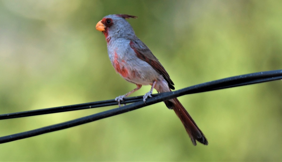 Pyrrhuloxia - John Dreves