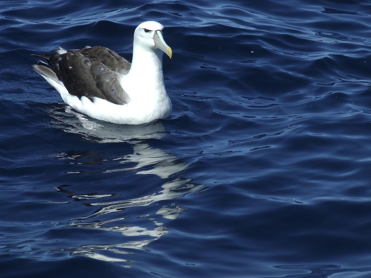 White-capped Albatross - ML248190811