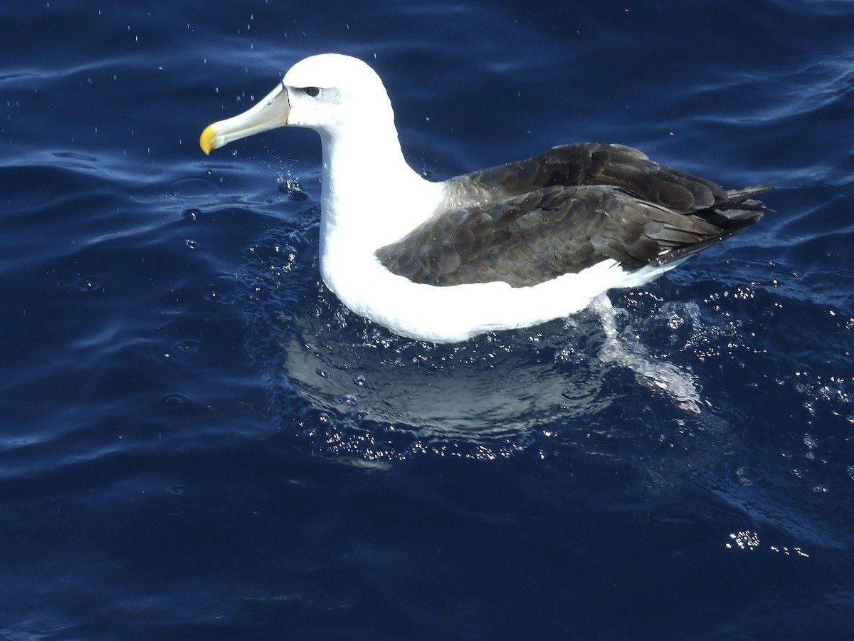 White-capped Albatross - ML248190821