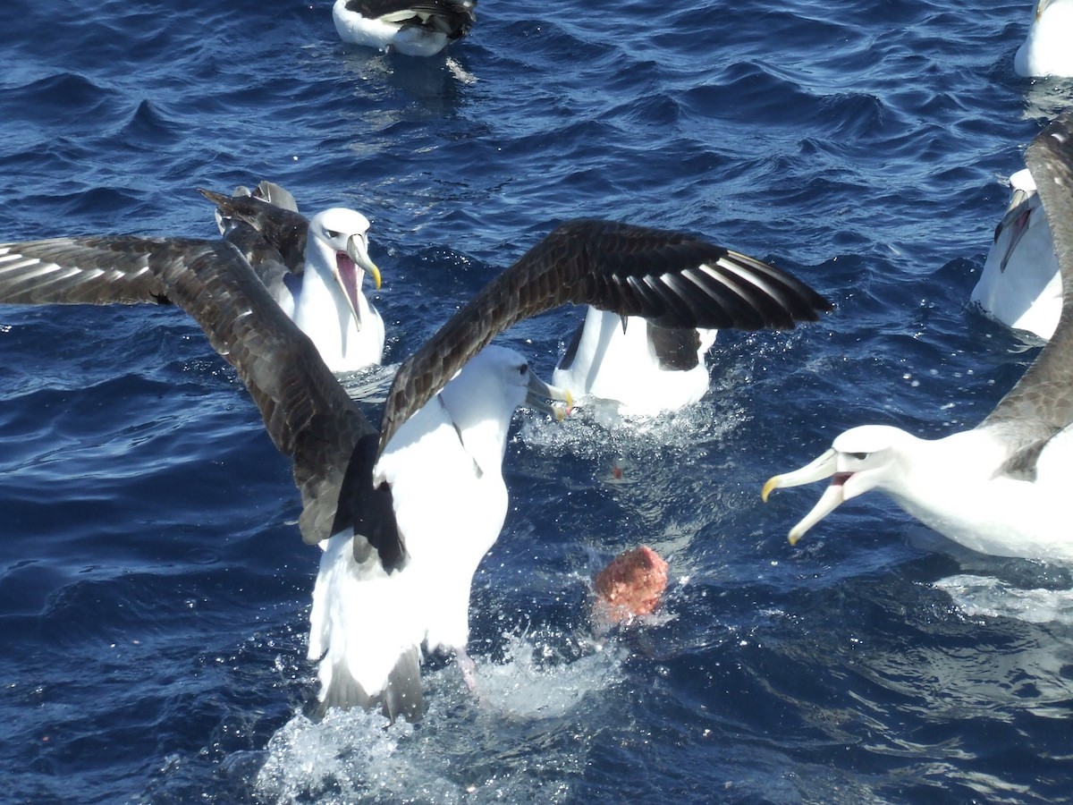 White-capped Albatross - ML248190831