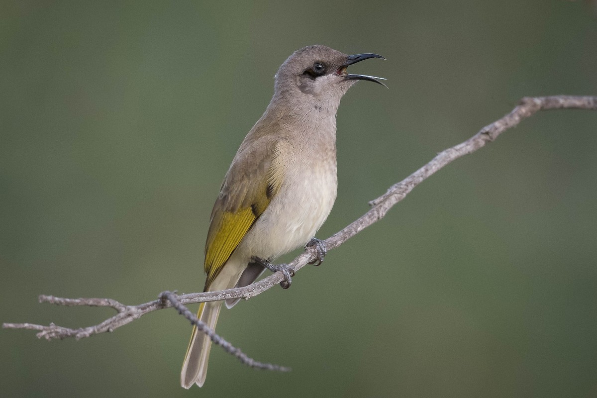 Brown Honeyeater - ML248190851