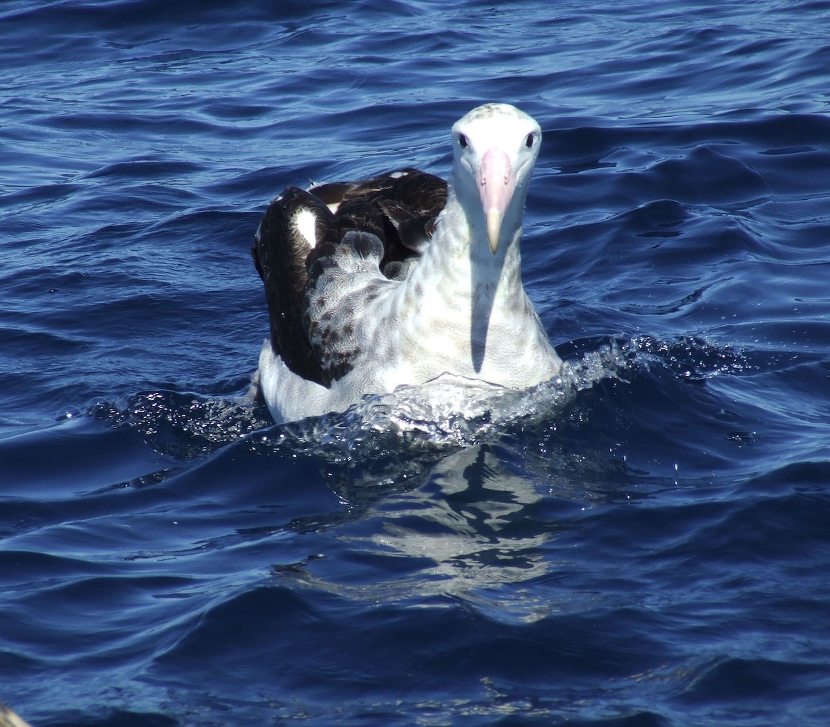 Antipodean Albatross (gibsoni) - ML248190971