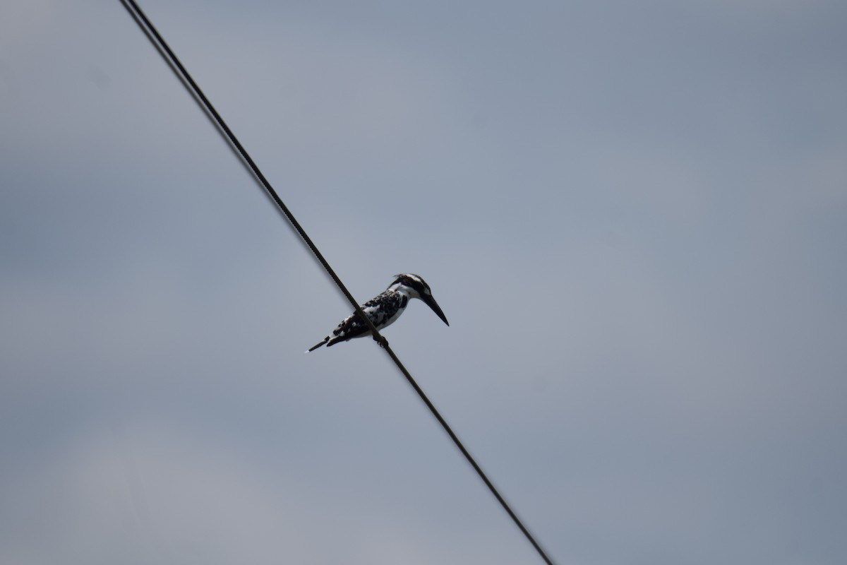 Pied Kingfisher - ML248195441