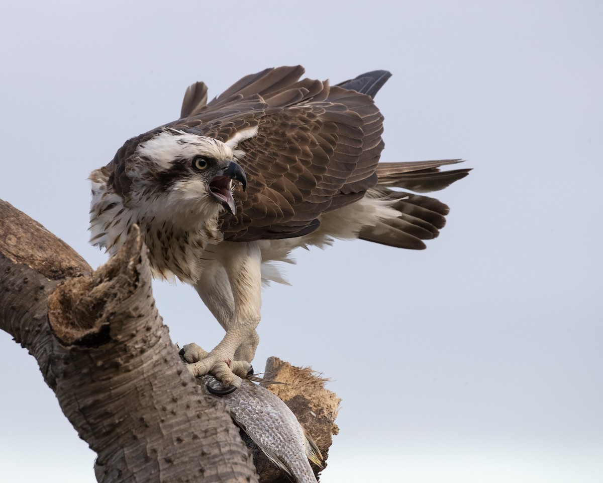 Osprey - ML248196041