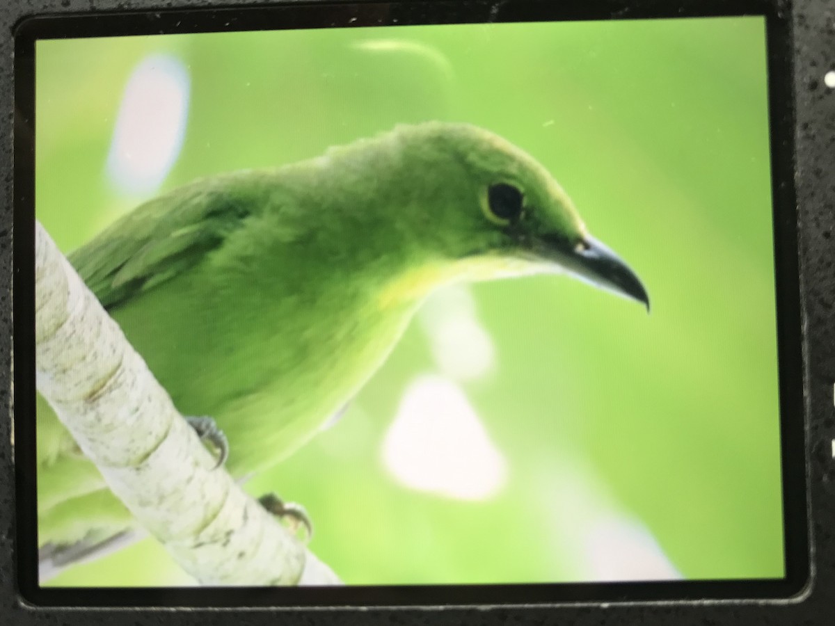 Greater Green Leafbird - ML248196071
