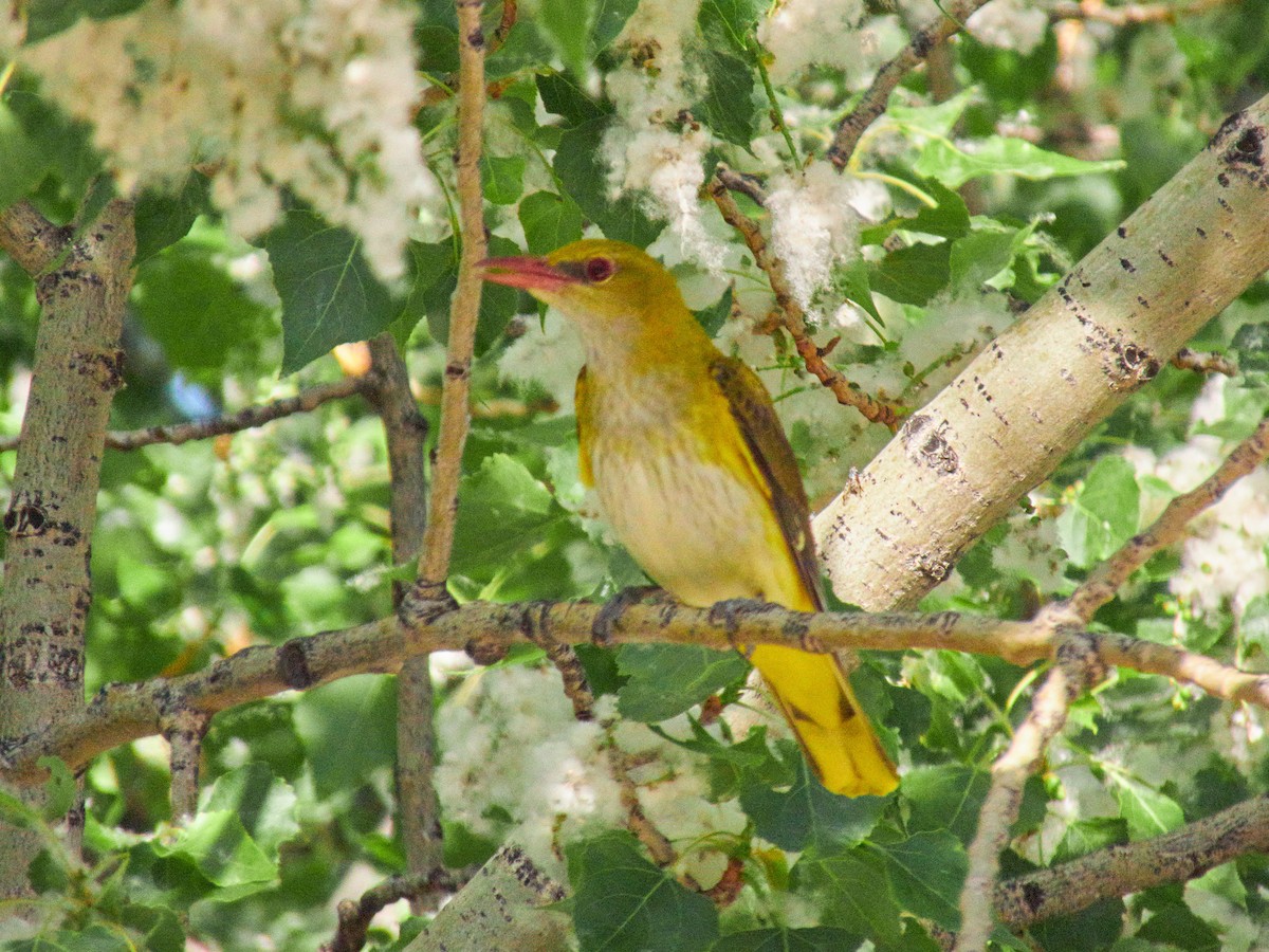 Eurasian Golden Oriole - ML248196181