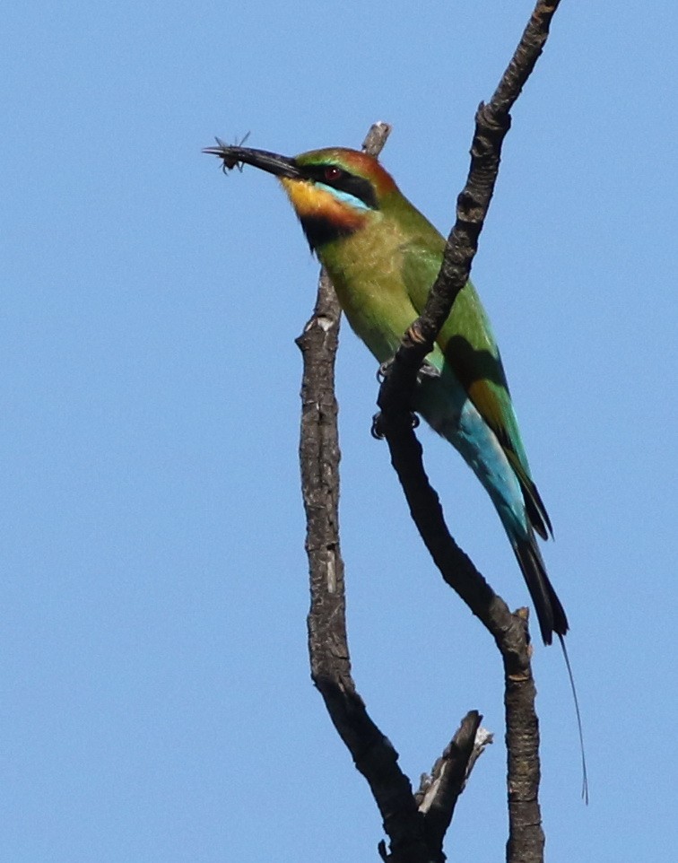 Rainbow Bee-eater - ML248196201