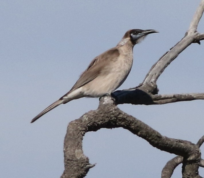Little Friarbird - ML248196211
