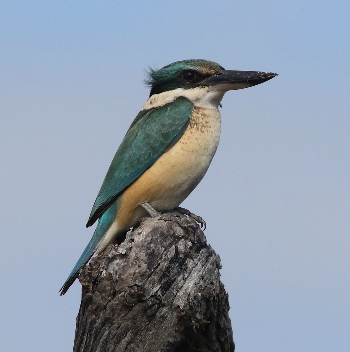 Sacred Kingfisher - ML248196221