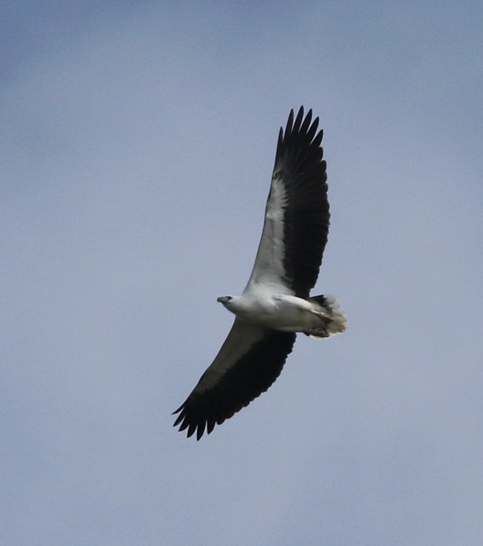 White-bellied Sea-Eagle - ML248196231