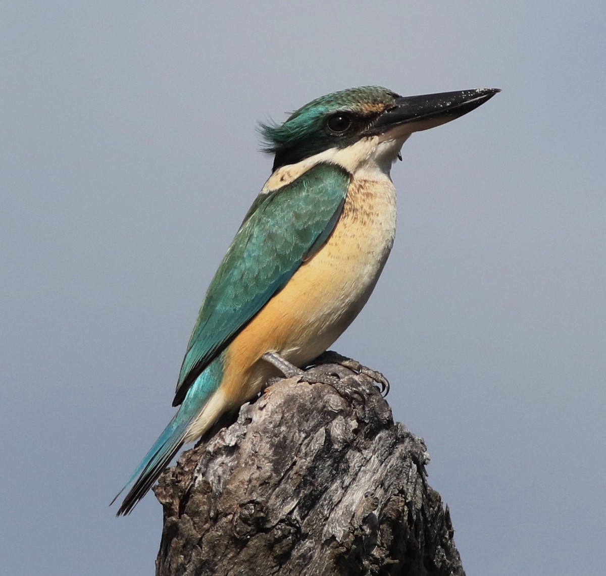 Sacred Kingfisher - ML248196241