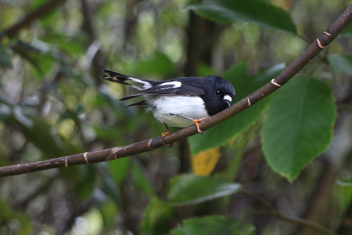 Tomtit - Pauline and Ray Priest