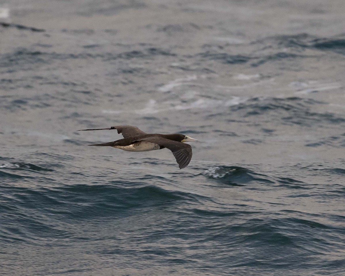 Brown Booby - ML248196881