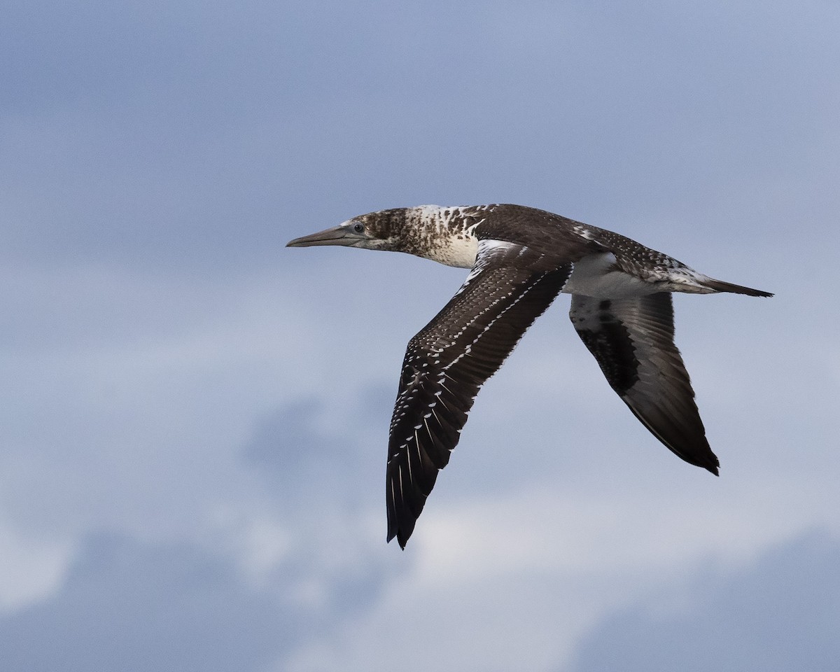 Australasian Gannet - ML248196921