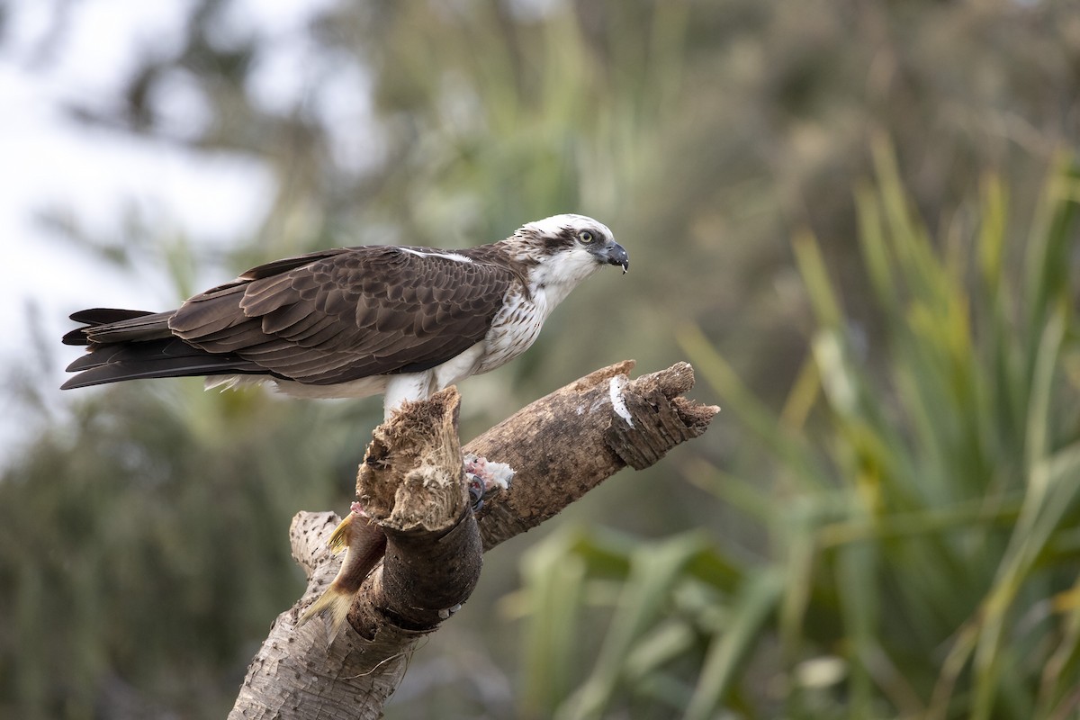 Osprey - ML248196991