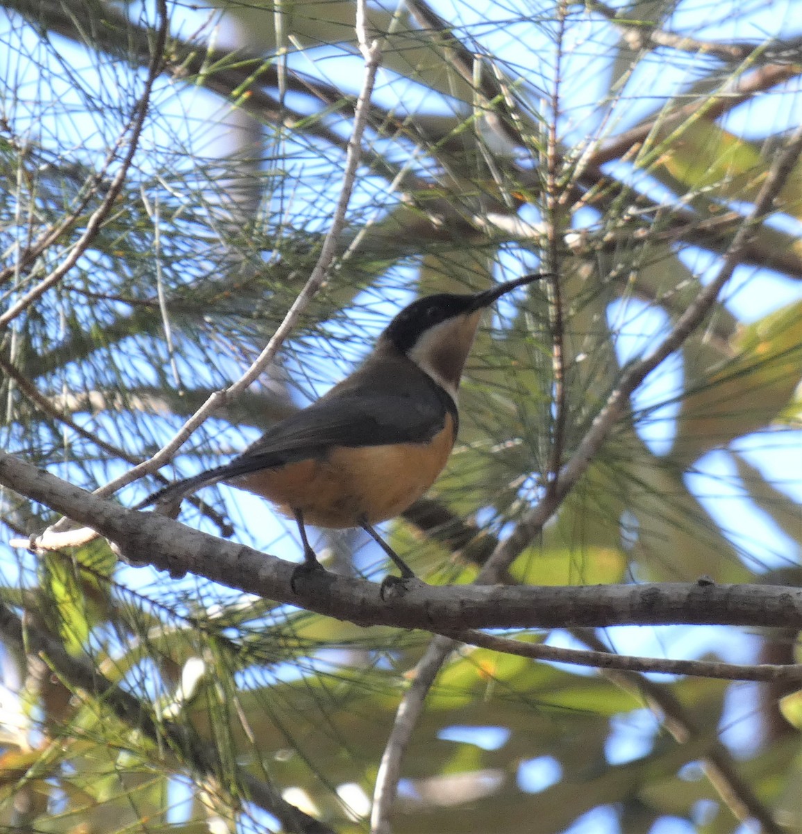 Eastern Spinebill - ML248197151