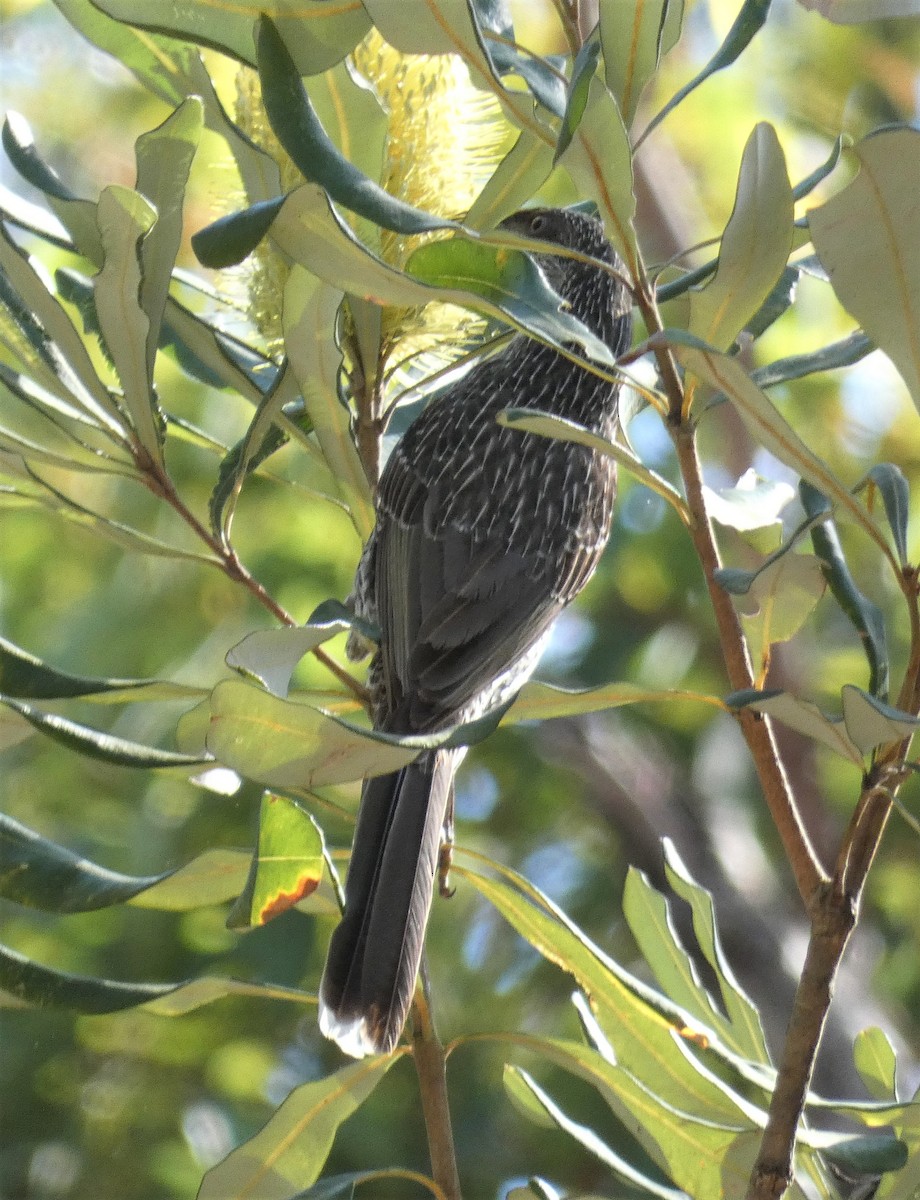 Little Wattlebird - ML248197161
