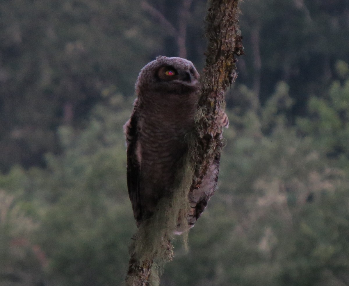 Great Horned Owl - ML24819751