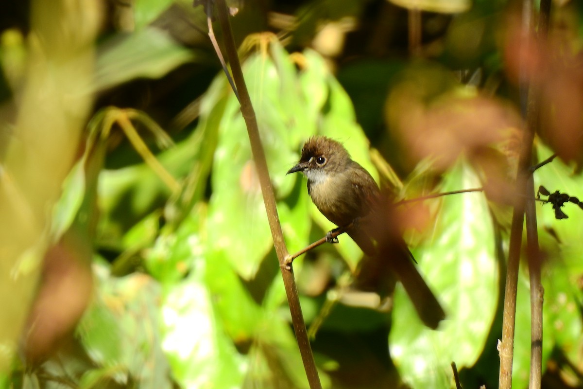 Brown-capped Fantail - ML248197581