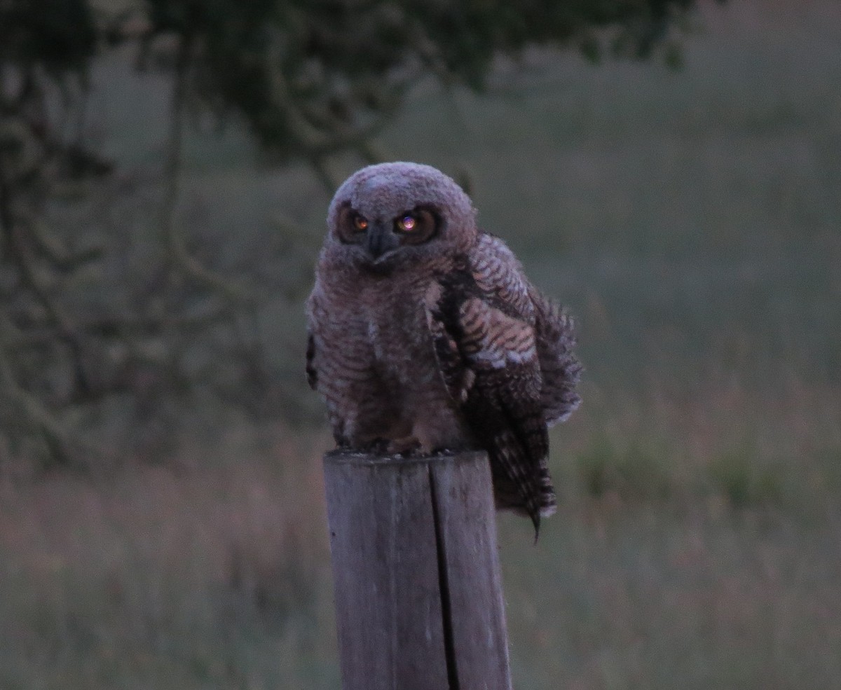 Great Horned Owl - ML24819771