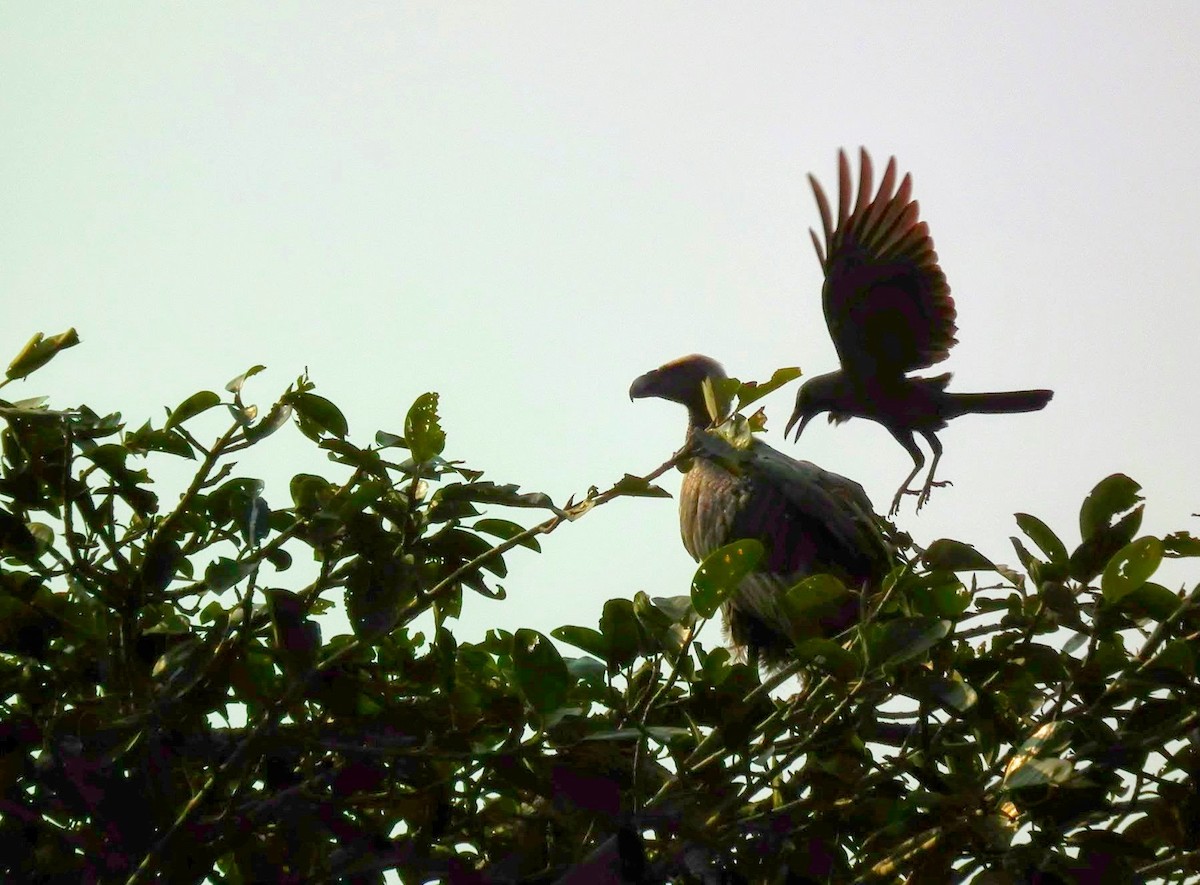 White-rumped Vulture - ML248198271