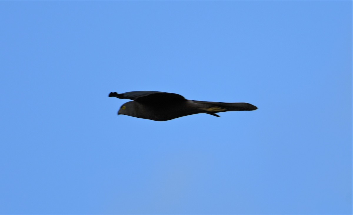 Brown Goshawk - ML248198401