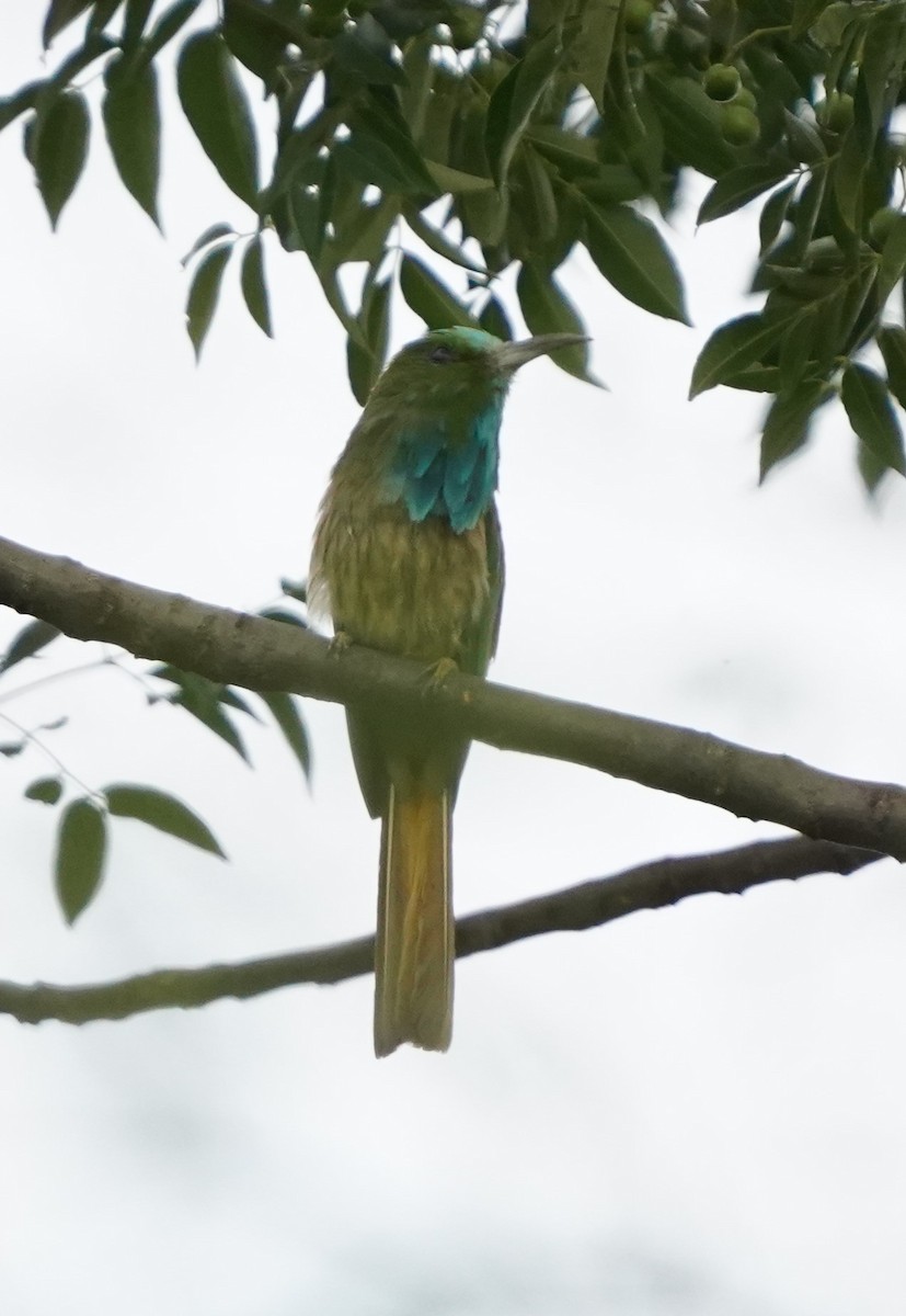 Blue-bearded Bee-eater - ML248198671