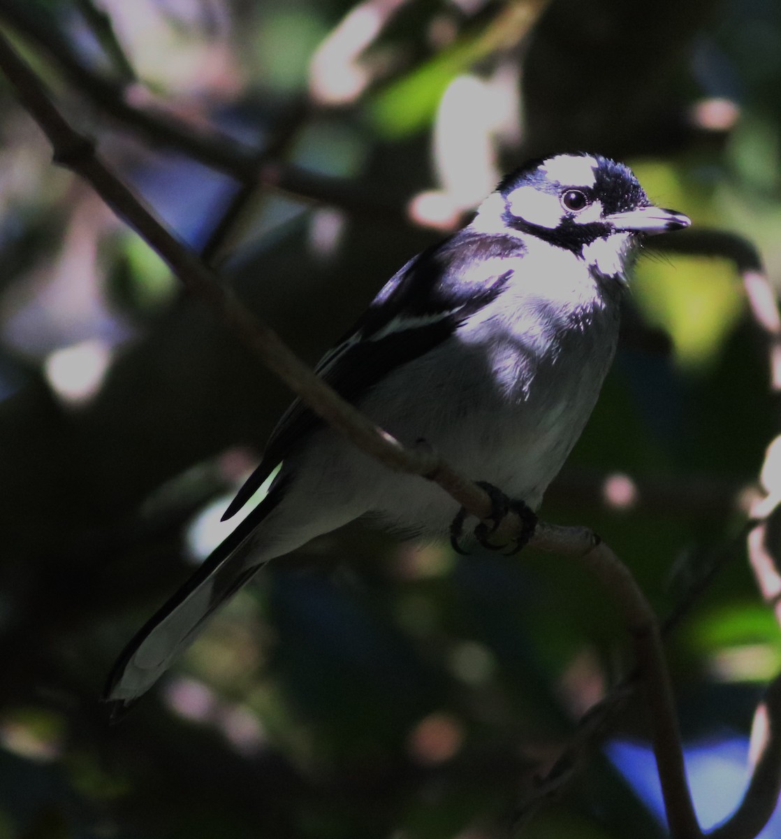 White-eared Monarch - ML248199291