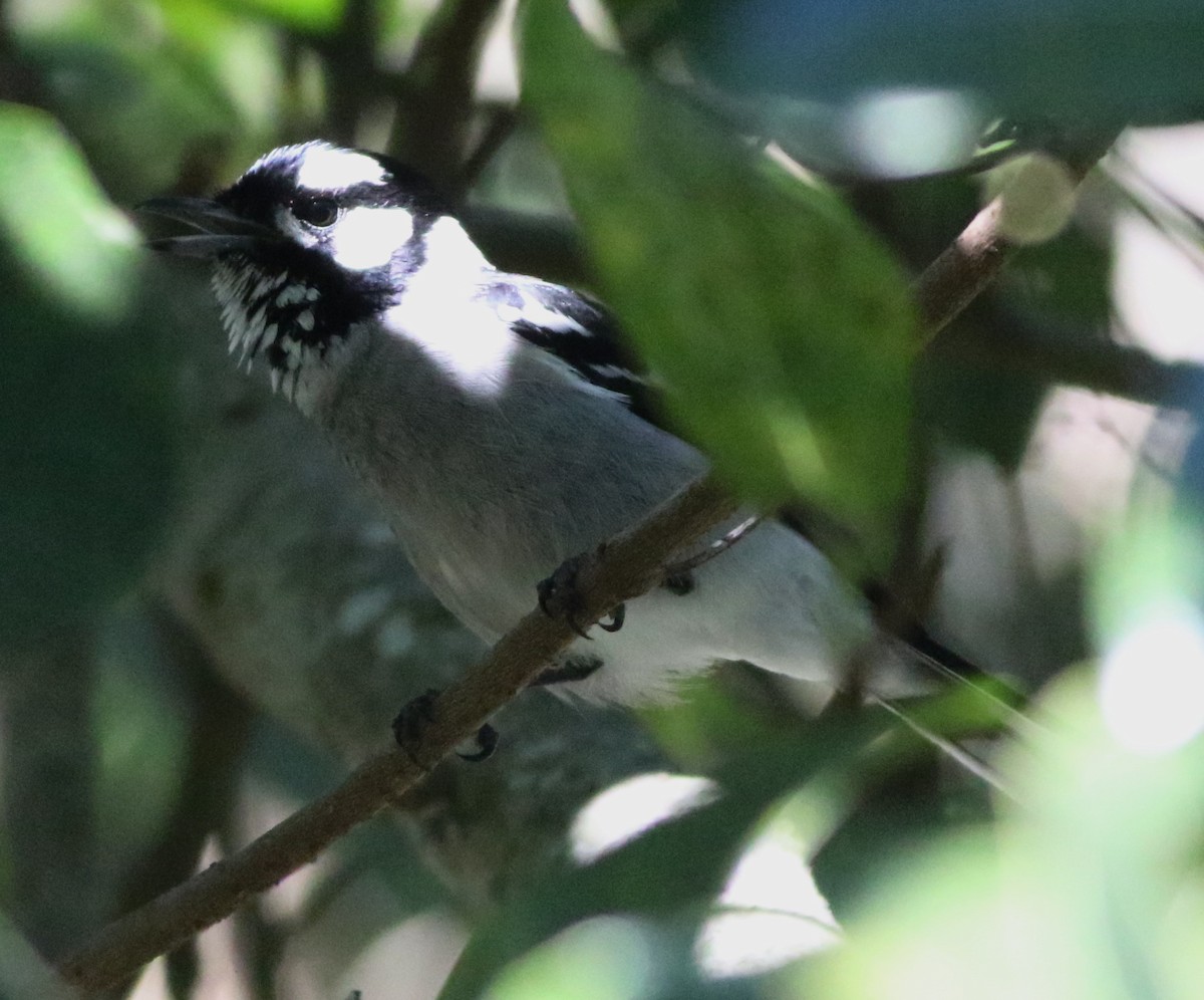 White-eared Monarch - ML248199301