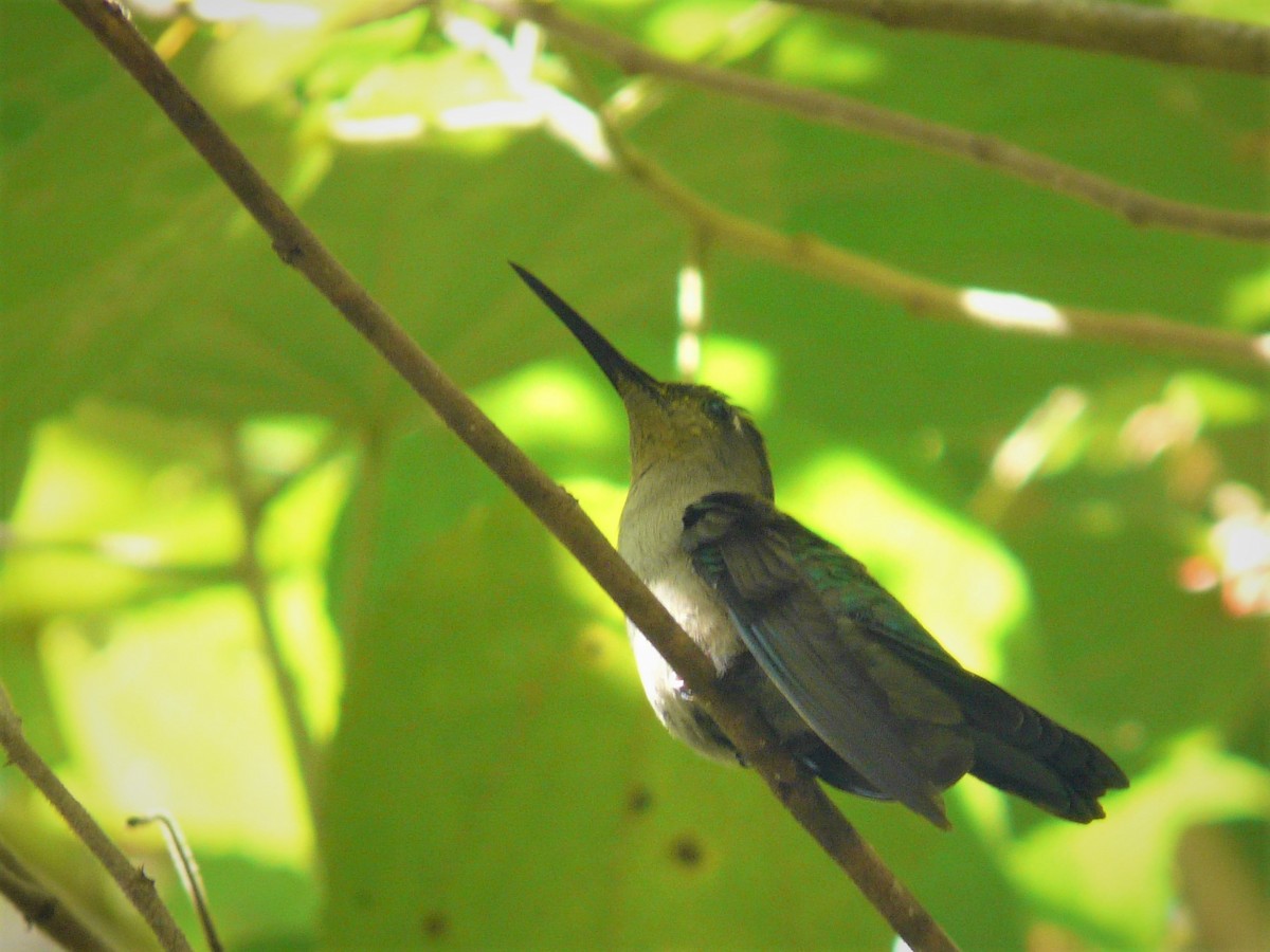 Wedge-tailed Sabrewing - ML248200681
