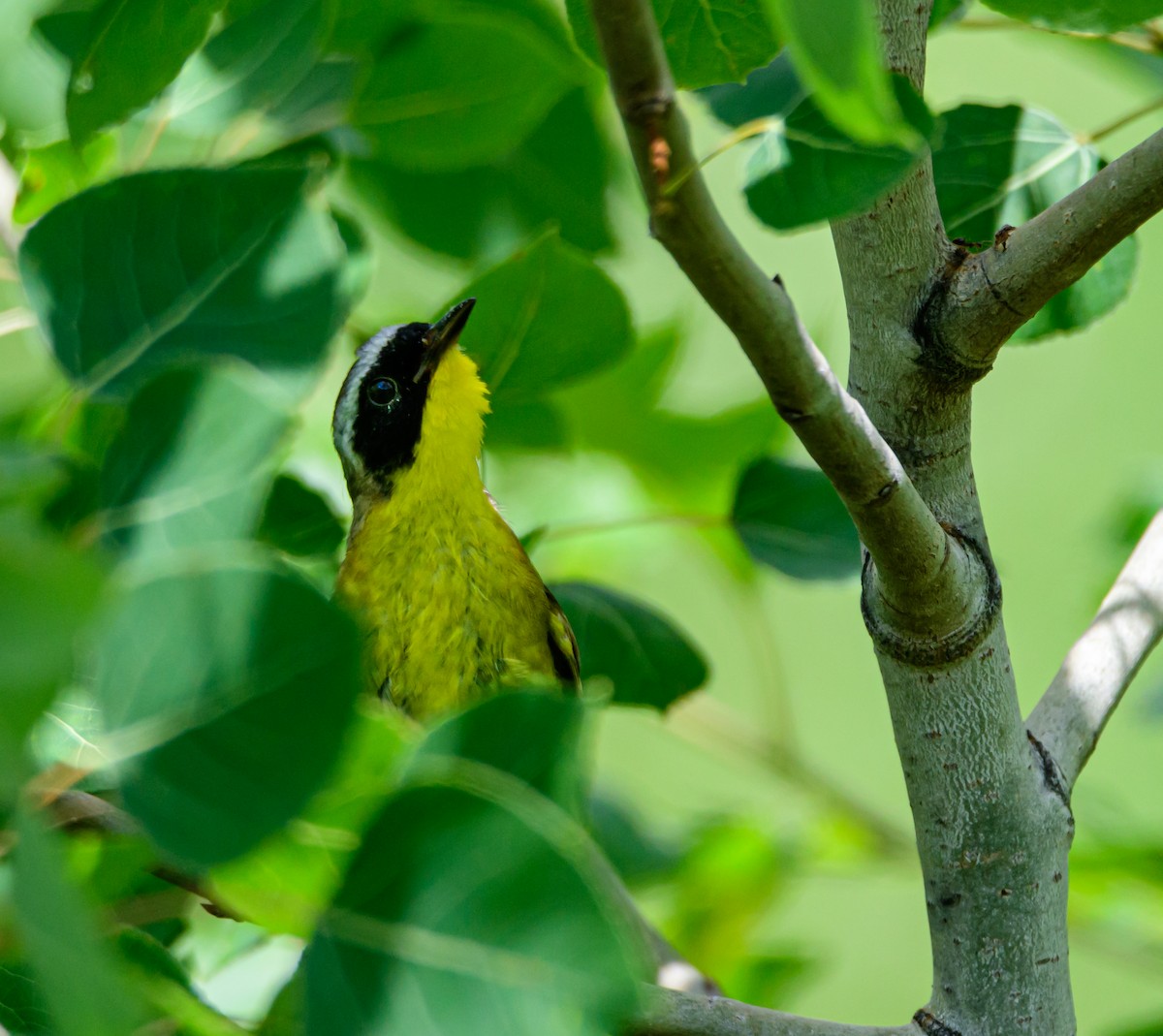 Common Yellowthroat - ML248203181