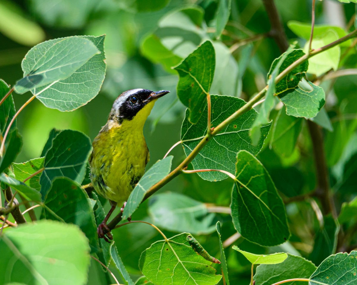Common Yellowthroat - ML248203191