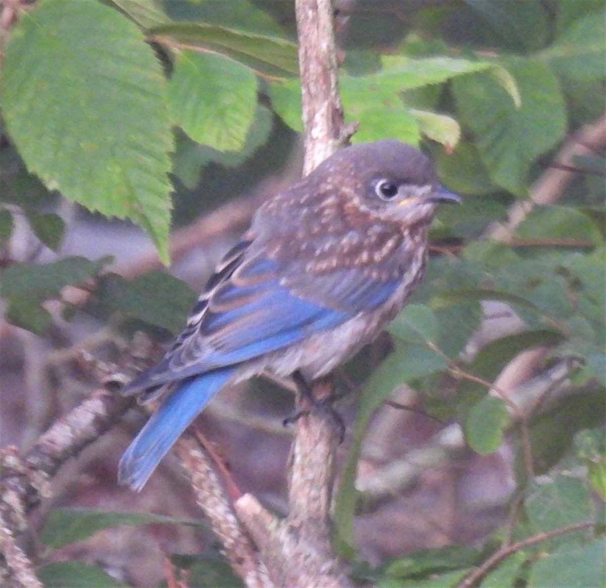 Eastern Bluebird - ML248203571