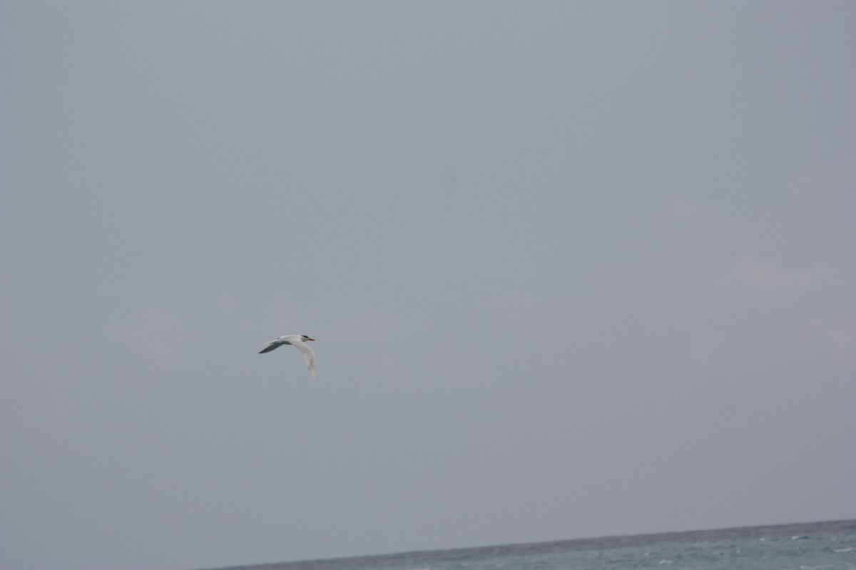 Royal Tern - ML248205051