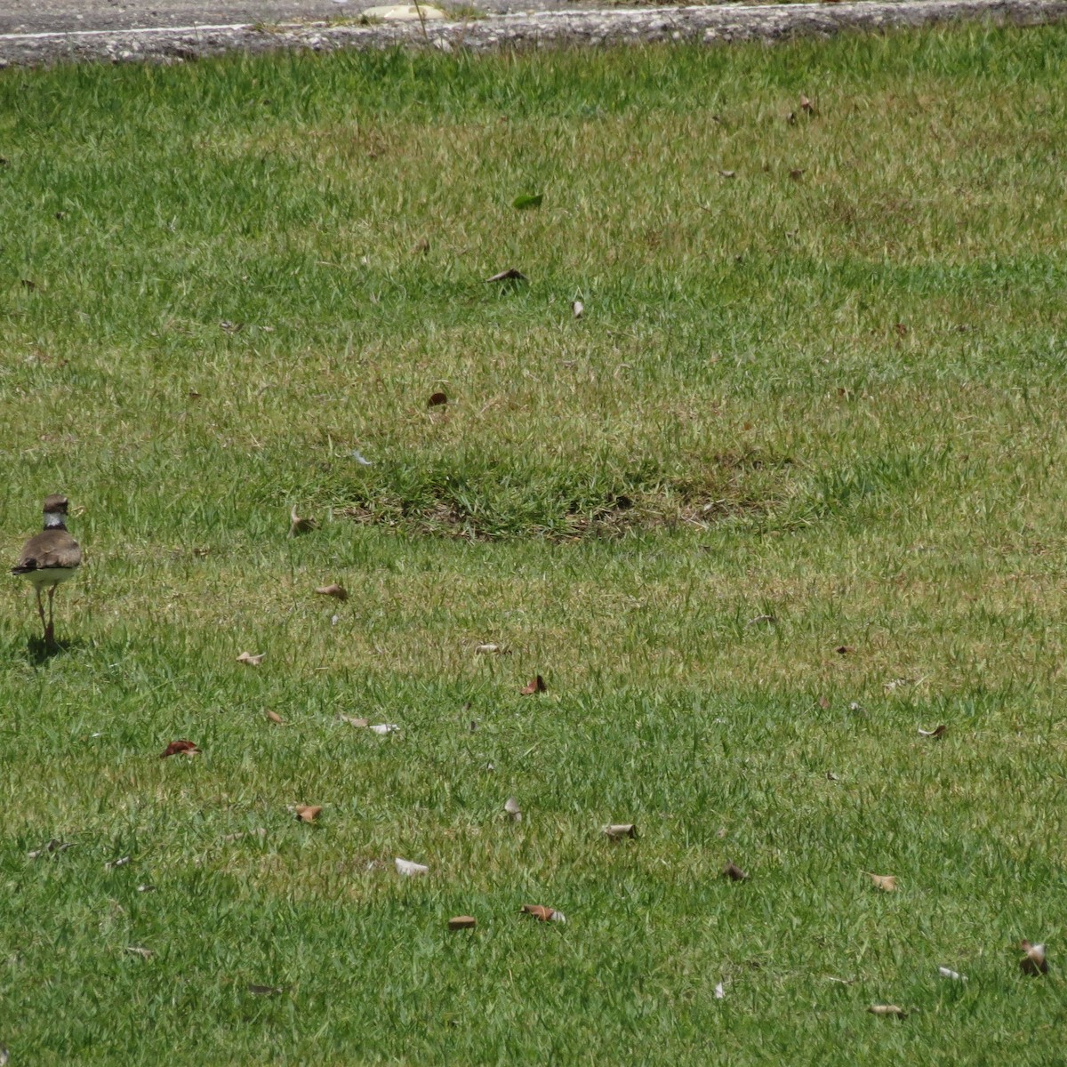 Killdeer - ML248205241