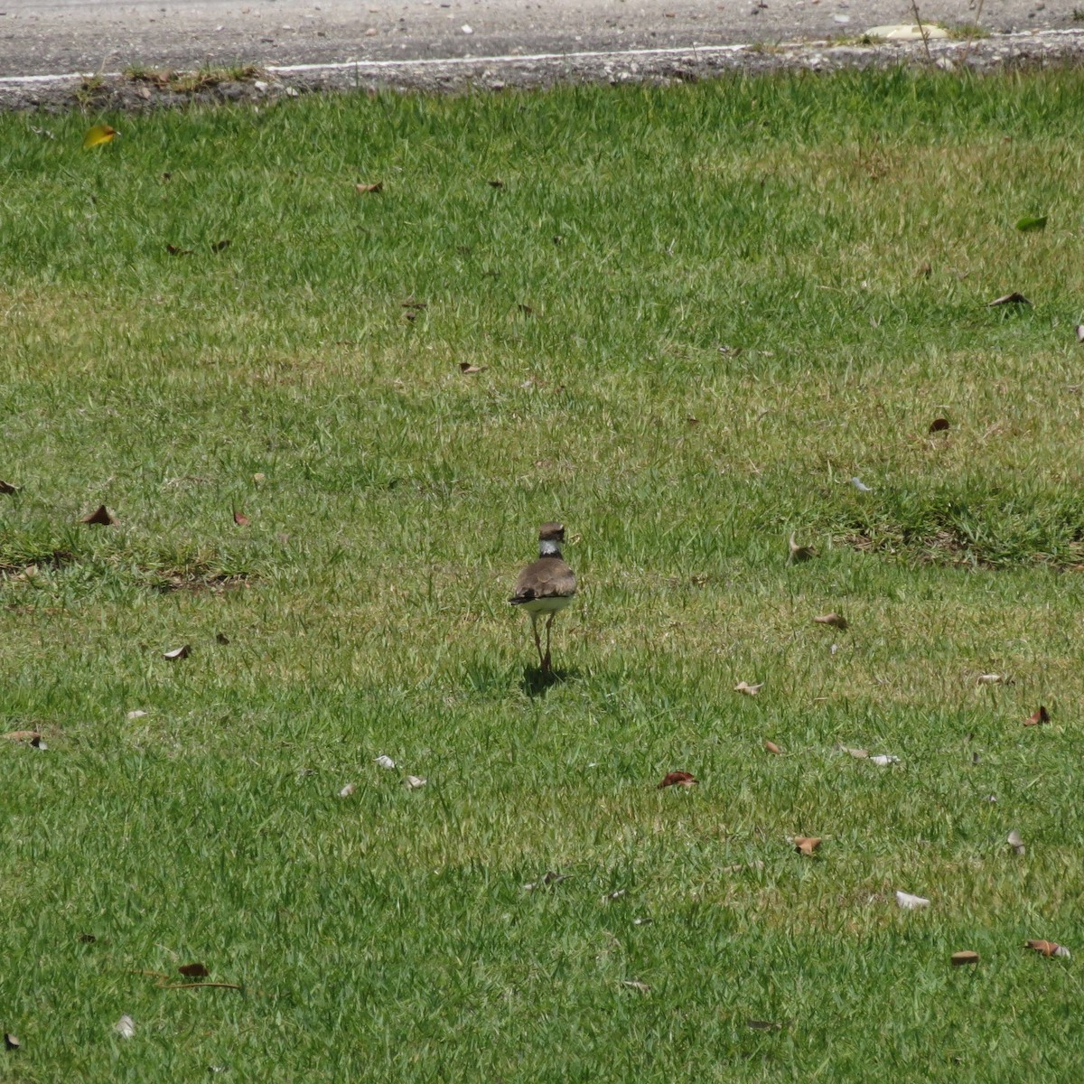 Killdeer - ML248205251