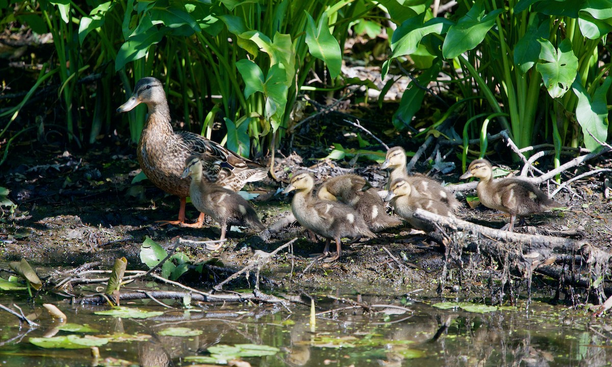 Mallard - Jon Cefus