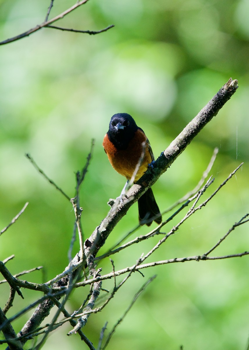 Orchard Oriole - Jon Cefus