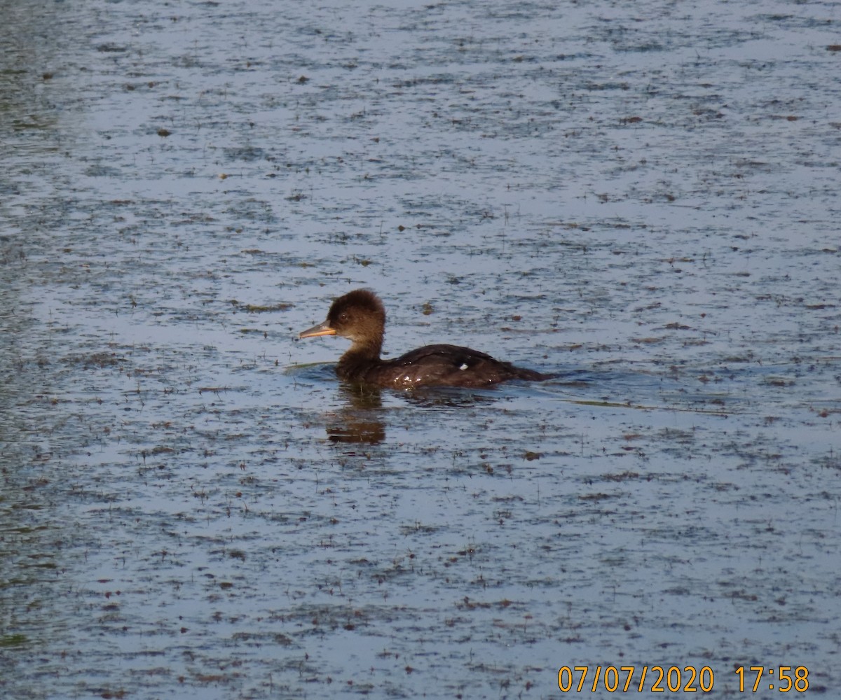 Hooded Merganser - ML248205721